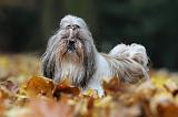 SHIH TZU 155
